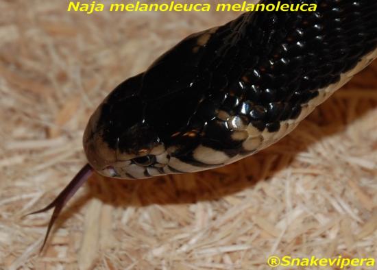 naja-melanoleuca-6-1.jpg