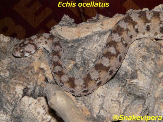ocellatus-8.jpg