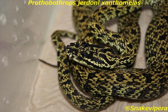 protobothrops-jerdoni-xanthomelas-10.jpg