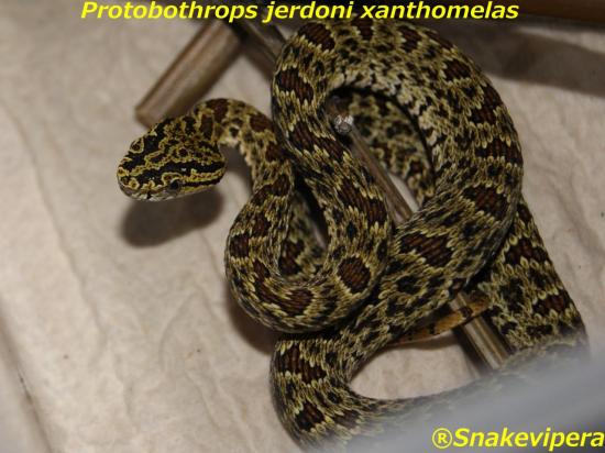 protobothrops-jerdoni-xanthomelas-8.jpg