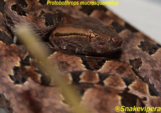 protobothrops-mucrosquamatus-11-1.jpg