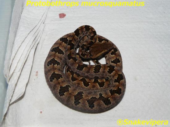 protobothrops-mucrosquamatus-5.jpg