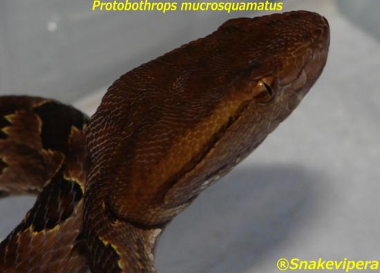 protobothrops-mucrosquamatus-9.jpg