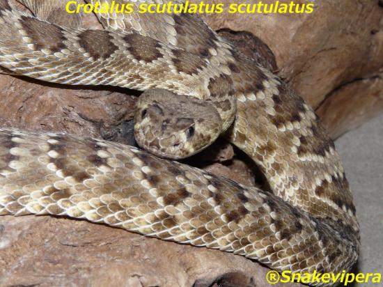 scutulatus-4.jpg