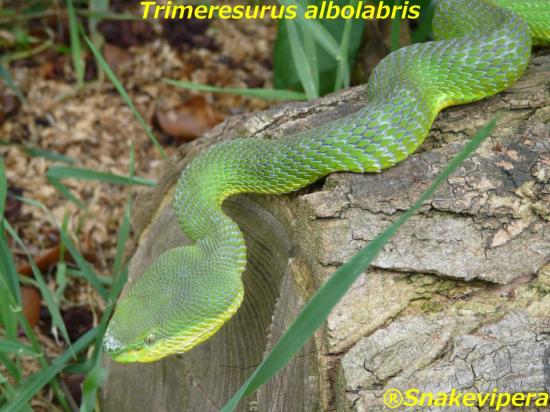 trimeresurus-albolabris-1.jpg