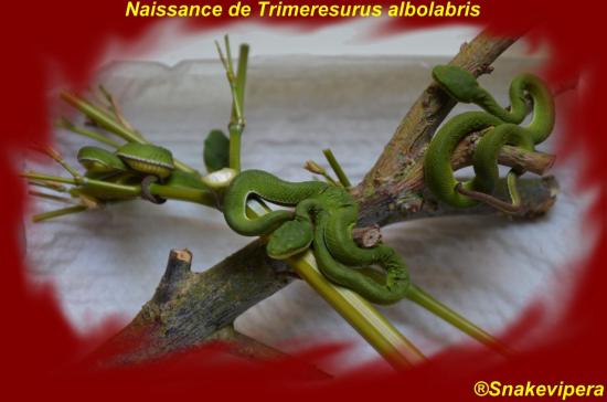 trimeresurus-albolabris-2.jpg