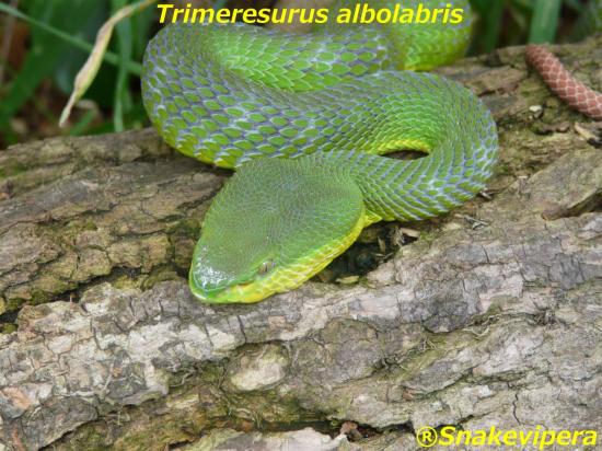 trimeresurus-albolabris-7.jpg