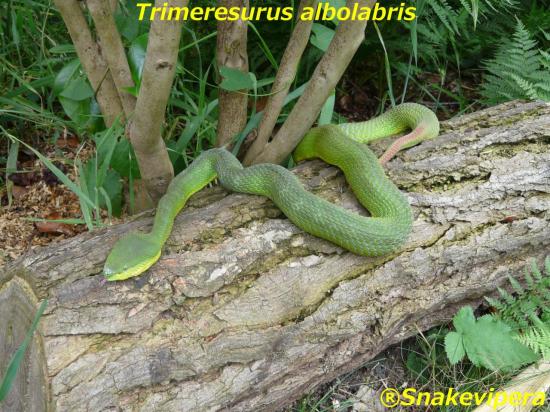 trimeresurus-albolarbris-1.jpg