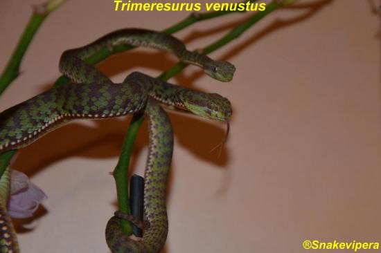 trimeresurus-venustus-13-copie.jpg