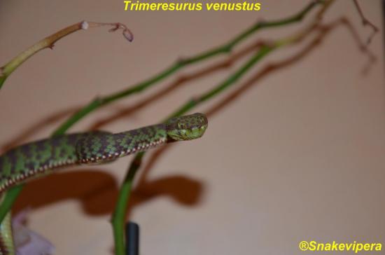 trimeresurus-venustus-2.jpg