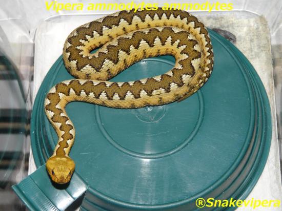 vipera-ammodytes-ammodytes-2.jpg