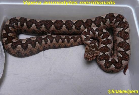 vipera-ammodytes-meridionalis-1.jpg