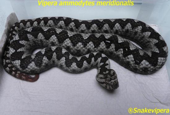 vipera-ammodytes-meridionalis.jpg